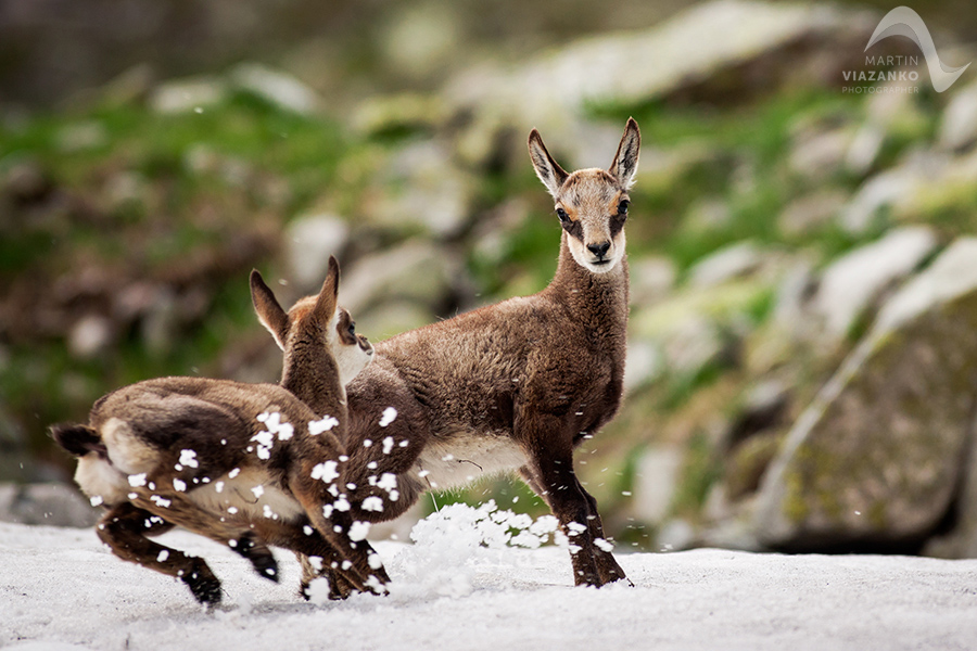 kamzik vrchovský tatranský, rupicapra rupicapra tatrica, chamois, gemse, wildlife, photo, divoká príroda, kamzík alpský, vysoké tatry, foto, high tatras